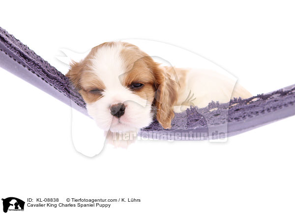 Cavalier King Charles Spaniel Welpe / Cavalier King Charles Spaniel Puppy / KL-08838