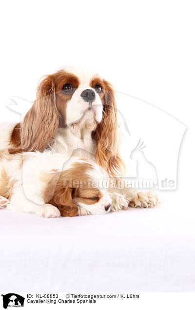 Cavalier King Charles Spaniel / Cavalier King Charles Spaniels / KL-08853