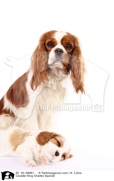 Cavalier King Charles Spaniel / Cavalier King Charles Spaniel / KL-08861
