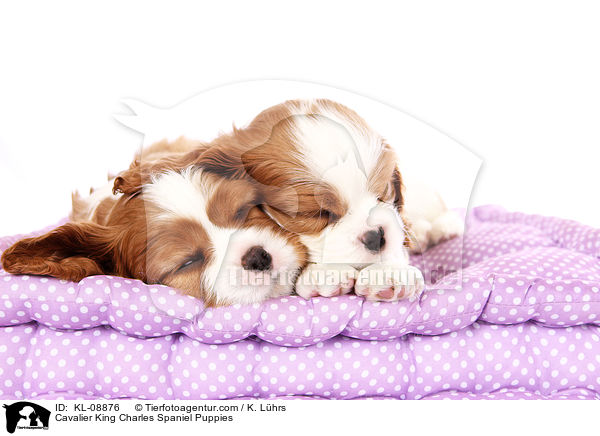 Cavalier King Charles Spaniel Welpen / Cavalier King Charles Spaniel Puppies / KL-08876