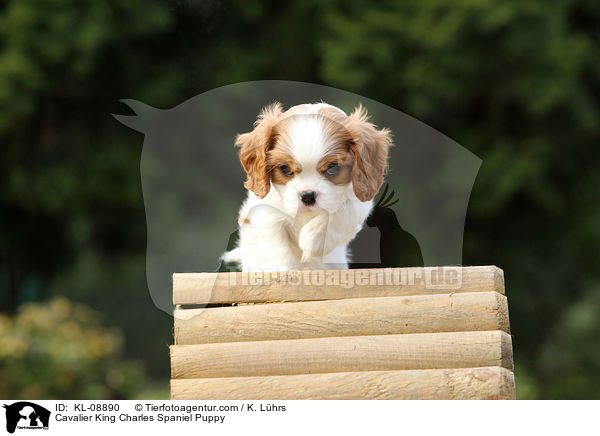 Cavalier King Charles Spaniel Welpe / Cavalier King Charles Spaniel Puppy / KL-08890