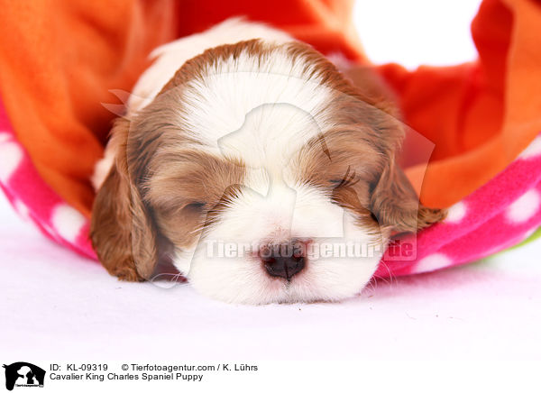 Cavalier King Charles Spaniel Welpe / Cavalier King Charles Spaniel Puppy / KL-09319