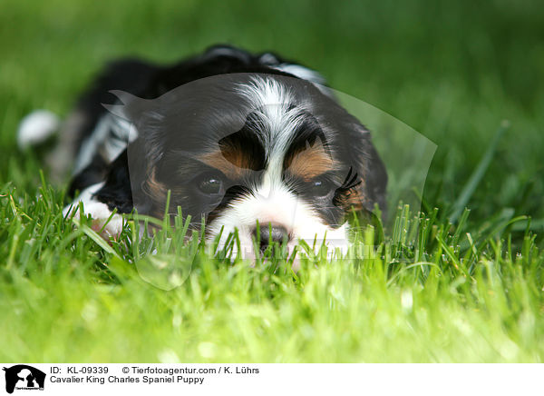 Cavalier King Charles Spaniel Welpe / Cavalier King Charles Spaniel Puppy / KL-09339