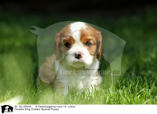 Cavalier King Charles Spaniel Welpe / Cavalier King Charles Spaniel Puppy / KL-09340
