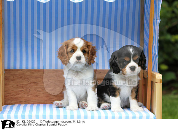 Cavalier King Charles Spaniel Welpe / Cavalier King Charles Spaniel Puppy / KL-09425