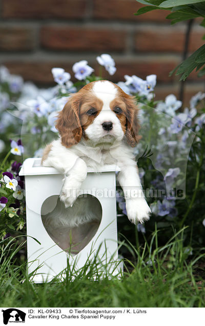 Cavalier King Charles Spaniel Puppy / KL-09433