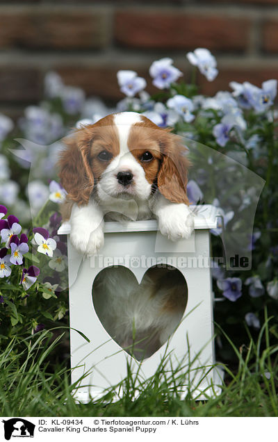 Cavalier King Charles Spaniel Puppy / KL-09434