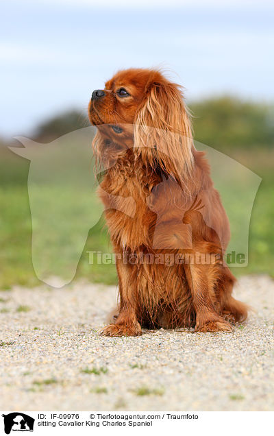 sitzender Cavalier King Charles Spaniel / sitting Cavalier King Charles Spaniel / IF-09976
