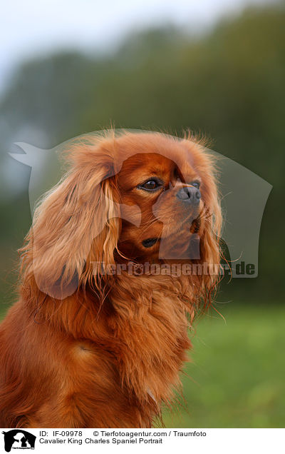 Cavalier King Charles Spaniel Portrait / Cavalier King Charles Spaniel Portrait / IF-09978