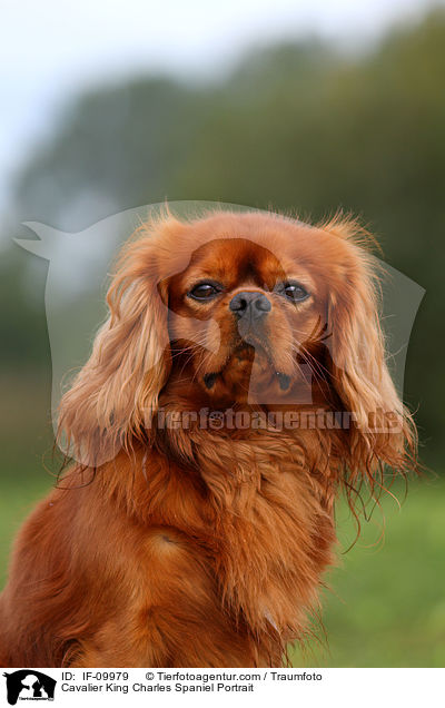Cavalier King Charles Spaniel Portrait / Cavalier King Charles Spaniel Portrait / IF-09979