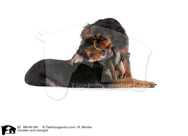 Cavalier und Mischling / Cavalier and mongrel / RR-48188