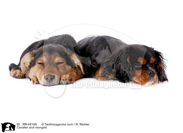 Cavalier und Mischling / Cavalier and mongrel / RR-48196