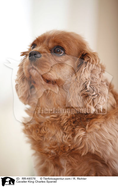 Cavalier King Charles Spaniel / Cavalier King Charles Spaniel / RR-48576