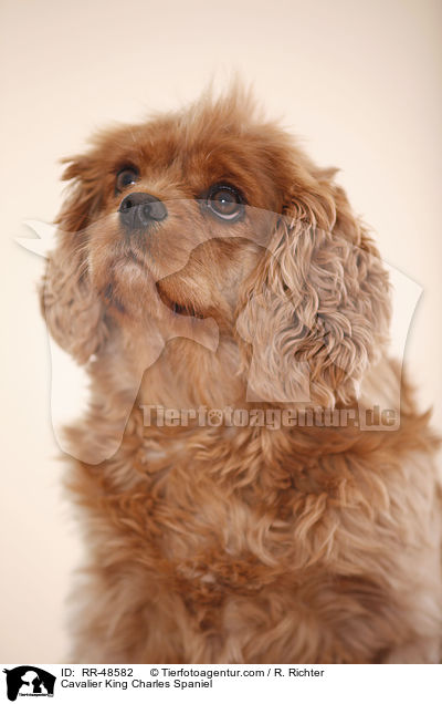 Cavalier King Charles Spaniel / Cavalier King Charles Spaniel / RR-48582
