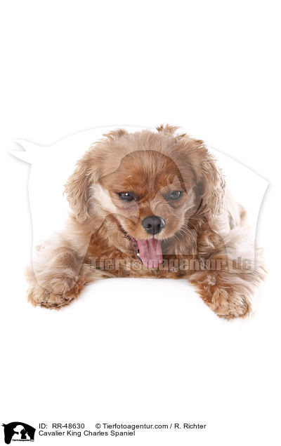 Cavalier King Charles Spaniel / Cavalier King Charles Spaniel / RR-48630