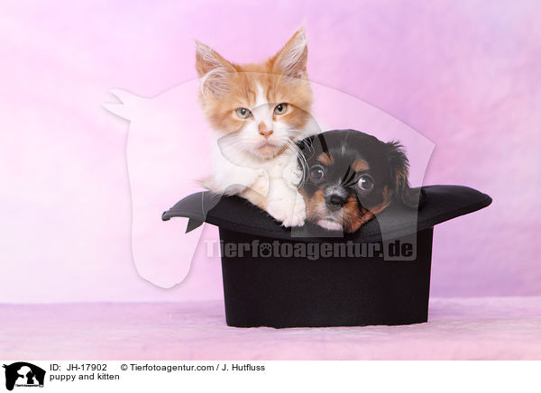 Hundewelpe und Ktzchen / puppy and kitten / JH-17902