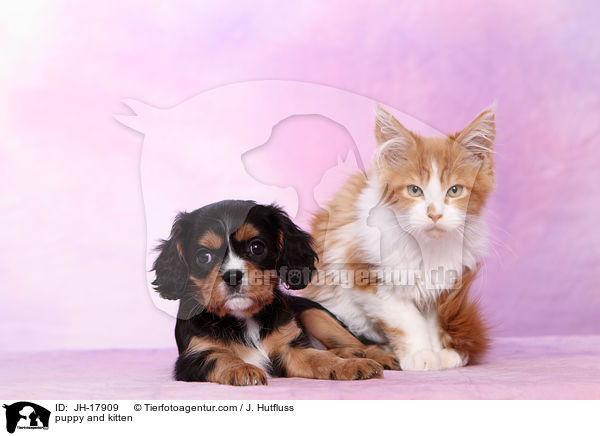 puppy and kitten / JH-17909