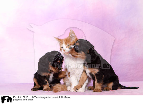 puppies and kitten / JH-17915