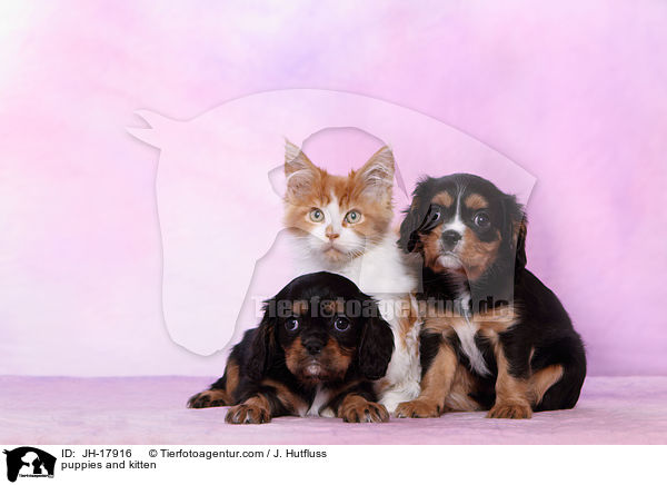 puppies and kitten / JH-17916