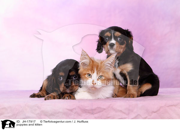 puppies and kitten / JH-17917