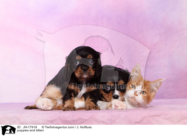 puppies and kitten / JH-17918