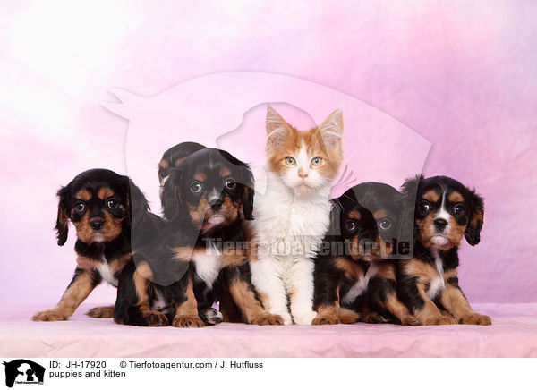 Hundewelpen und Ktzchen / puppies and kitten / JH-17920