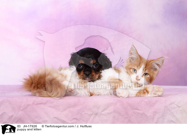 puppy and kitten / JH-17926