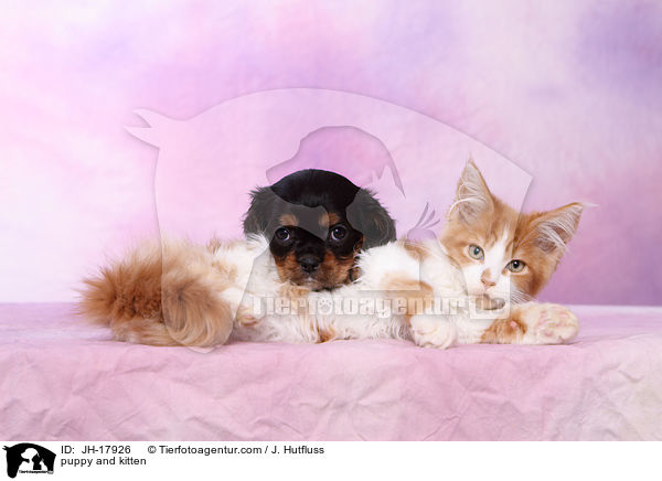 Hundewelpe und Ktzchen / puppy and kitten / JH-17926