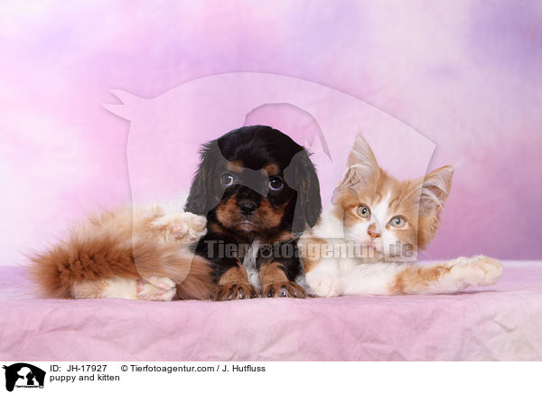 puppy and kitten / JH-17927