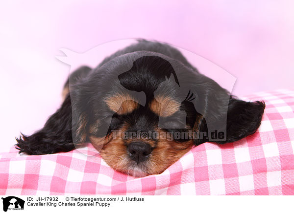 Cavalier King Charles Spaniel Welpe / Cavalier King Charles Spaniel Puppy / JH-17932