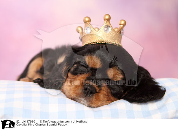 Cavalier King Charles Spaniel Welpe / Cavalier King Charles Spaniel Puppy / JH-17936