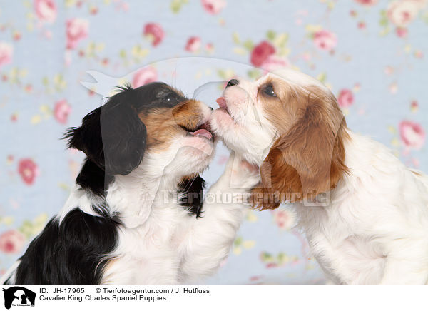 Cavalier King Charles Spaniel Welpen / Cavalier King Charles Spaniel Puppies / JH-17965