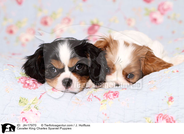 Cavalier King Charles Spaniel Welpen / Cavalier King Charles Spaniel Puppies / JH-17970