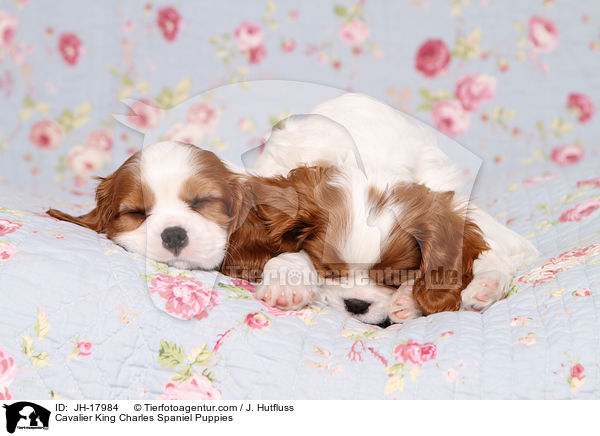 Cavalier King Charles Spaniel Welpen / Cavalier King Charles Spaniel Puppies / JH-17984