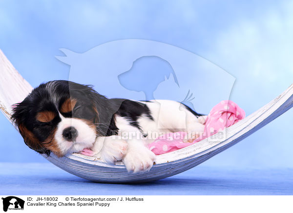 Cavalier King Charles Spaniel Welpe / Cavalier King Charles Spaniel Puppy / JH-18002