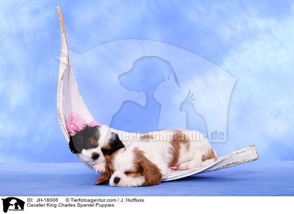 Cavalier King Charles Spaniel Welpen / Cavalier King Charles Spaniel Puppies / JH-18006