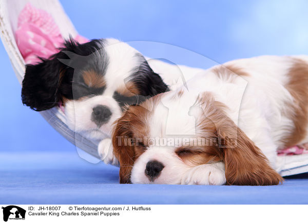 Cavalier King Charles Spaniel Welpen / Cavalier King Charles Spaniel Puppies / JH-18007