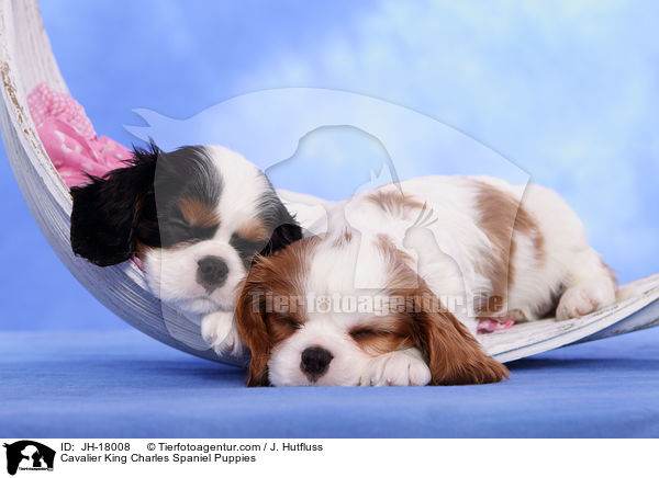 Cavalier King Charles Spaniel Welpen / Cavalier King Charles Spaniel Puppies / JH-18008