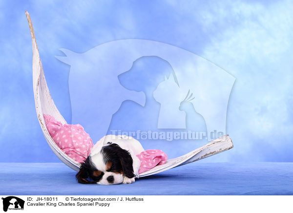 Cavalier King Charles Spaniel Welpe / Cavalier King Charles Spaniel Puppy / JH-18011