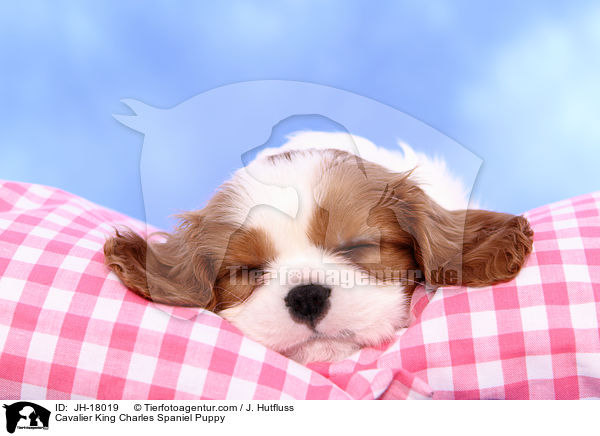 Cavalier King Charles Spaniel Welpe / Cavalier King Charles Spaniel Puppy / JH-18019