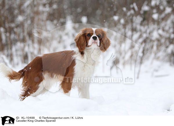 Cavalier King Charles Spaniel / Cavalier King Charles Spaniel / KL-10488