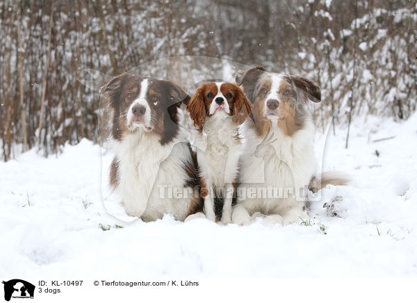 3 Hunde / 3 dogs / KL-10497
