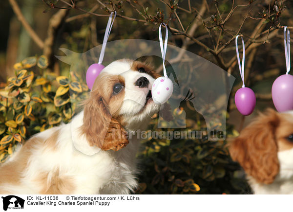Cavalier King Charles Spaniel Puppy / KL-11036