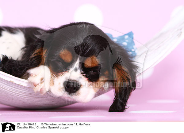 Cavalier King Charles Spaniel Welpe / Cavalier King Charles Spaniel puppy / JH-18483