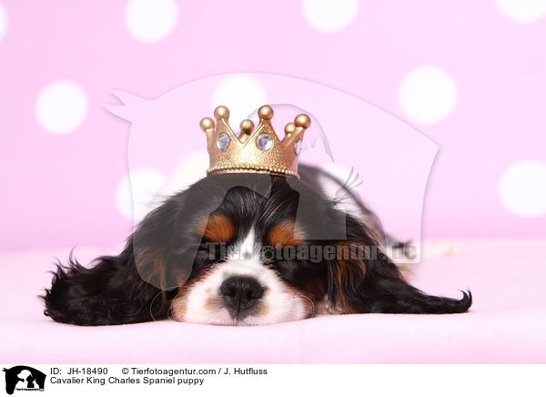 Cavalier King Charles Spaniel puppy / JH-18490