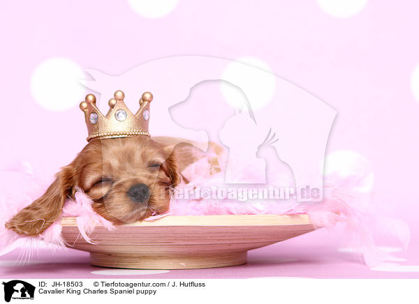 Cavalier King Charles Spaniel Welpe / Cavalier King Charles Spaniel puppy / JH-18503
