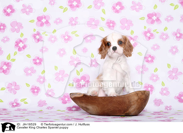 Cavalier King Charles Spaniel Welpe / Cavalier King Charles Spaniel puppy / JH-18529