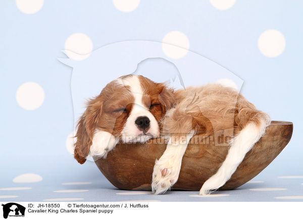 Cavalier King Charles Spaniel puppy / JH-18550