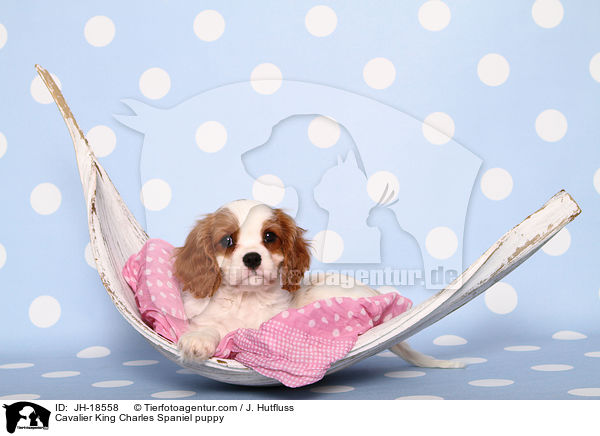 Cavalier King Charles Spaniel Welpe / Cavalier King Charles Spaniel puppy / JH-18558