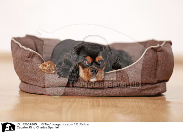 Cavalier King Charles Spaniel / Cavalier King Charles Spaniel / RR-54865